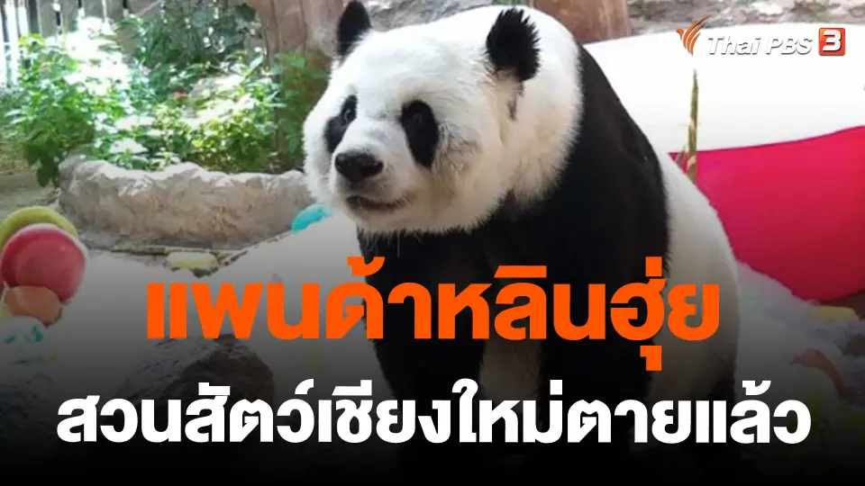 แพนด้าหลินฮุ่ยสวนสัตว์เชียงใหม่ตายแล้ว