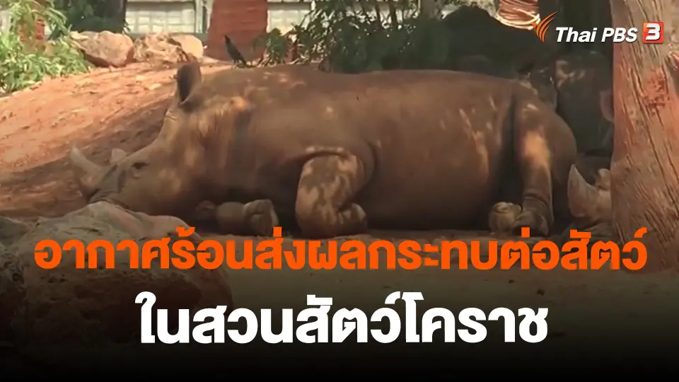 ​อากาศร้อนส่งผลกระทบต่อสัตว์ในสวนสัตว์โคราช
