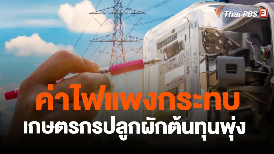 ​ค่าไฟแพงกระทบเกษตรกรปลูกผักต้นทุนพุ่ง