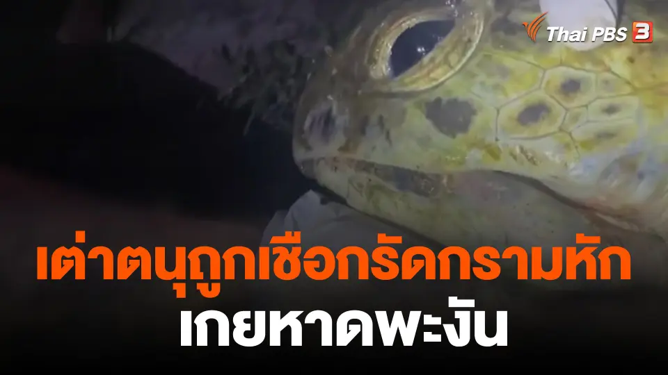 เต่าตนุถูกเชือกรัดกรามหักเกยหาดพะงัน
