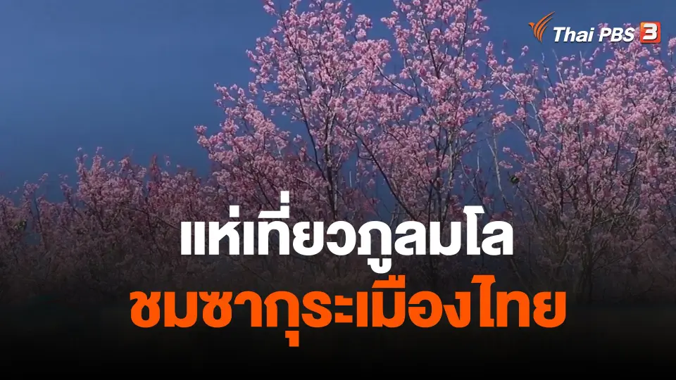 แห่เที่ยวภูลมโล ชมซากุระเมืองไทย
