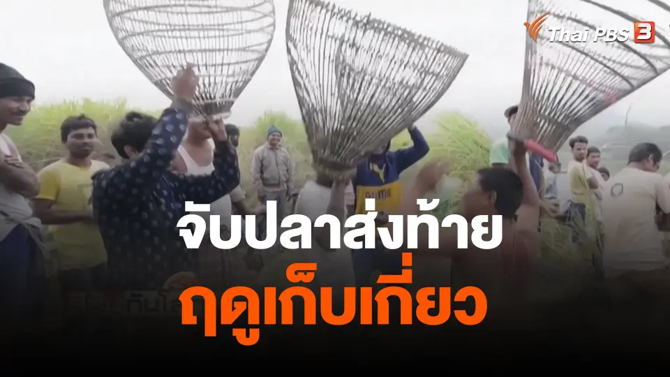 จับปลาส่งท้ายฤดูเก็บเกี่ยว