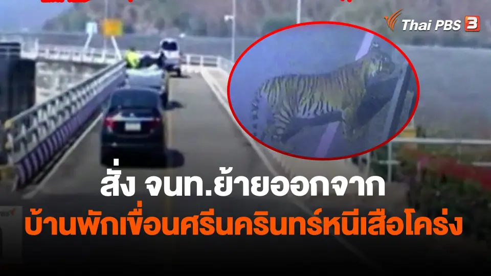 ​สั่ง จนท.ย้ายออกจากบ้านพักเขื่อนศรีนครินทร์หนีเสือโคร่ง