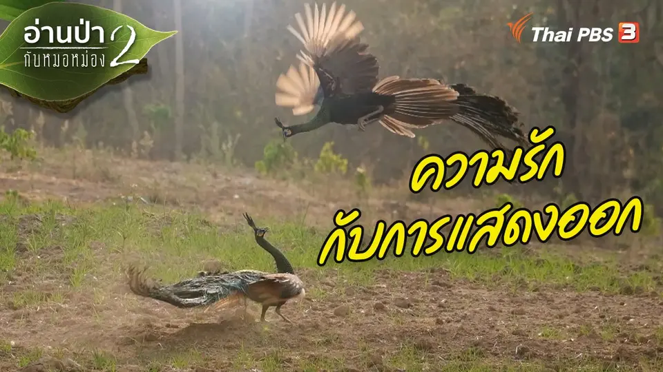 ส่องธรรมชาติ : ความรักกับการแสดงออก
