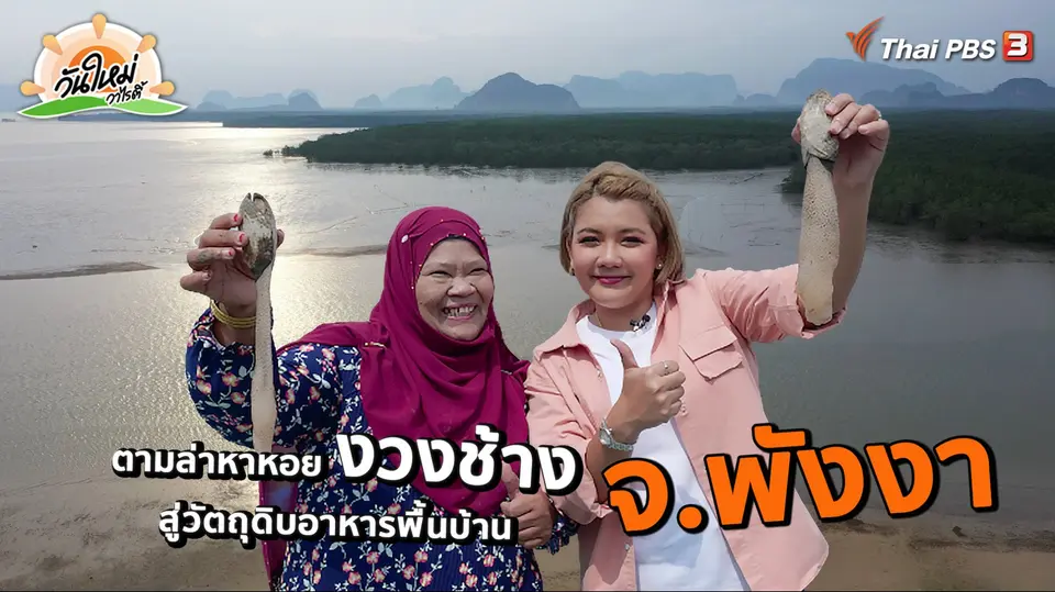 ​ตะลอนทัวร์หัวกะทิ : ตามล่าหาหอยงวงช้าง สู่วัตถุดิบอาหารพื้นบ้าน จ.พังงา