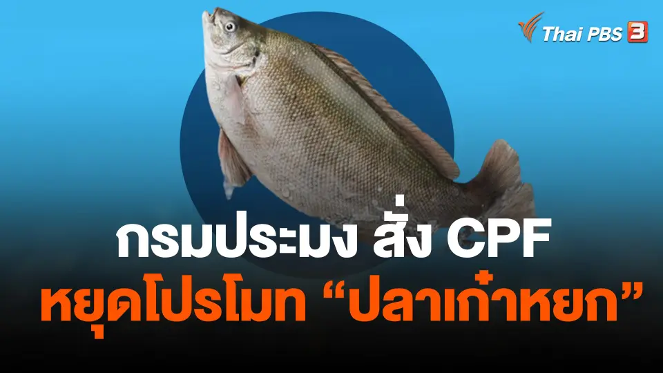 กรมประมง สั่งซีพีเอฟ หยุดโปรโมท ปลาเก๋าหยก