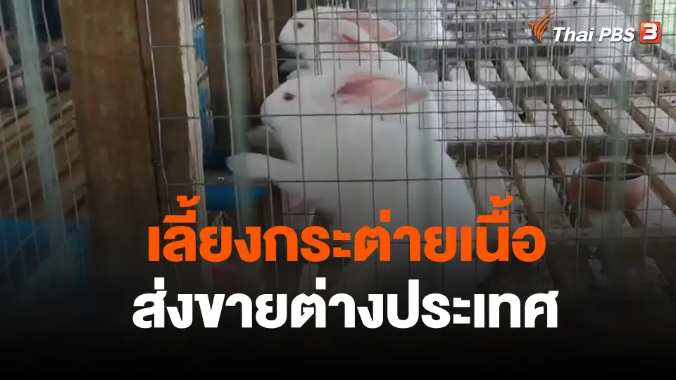 เลี้ยงกระต่ายขายพ่อเเม่พันธุ์เเละเนื้อ