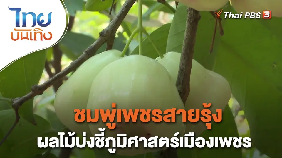 อิ่มมนต์รส : "ชมพู่เพชรสายรุ้ง" ผลไม้บ่งชี้ภูมิศาสตร์เมืองเพชร