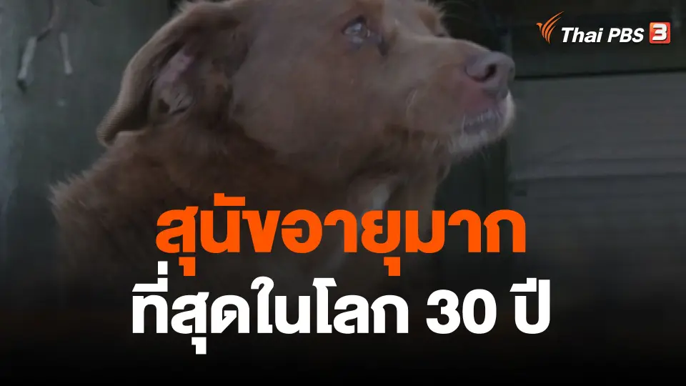 สุนัขอายุมากที่สุดในโลก 30 ปี