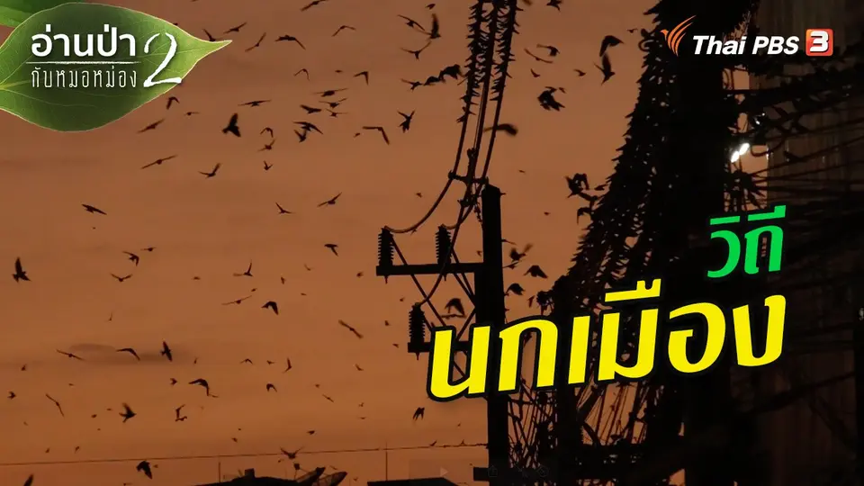 ส่องธรรมชาติ : วิถีนกเมือง