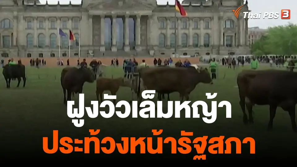 ฝูงวัวเล็มหญ้าประท้วงหน้ารัฐสภา