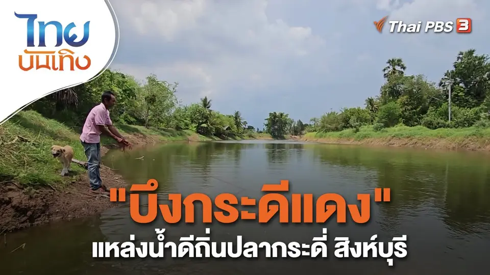 "บึงกระดีแดง" แหล่งน้ำดีถิ่นปลากระดี่ สิงห์บุรี
