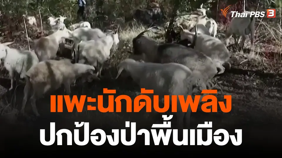แพะนักดับเพลิงปกป้องป่าพื้นเมือง