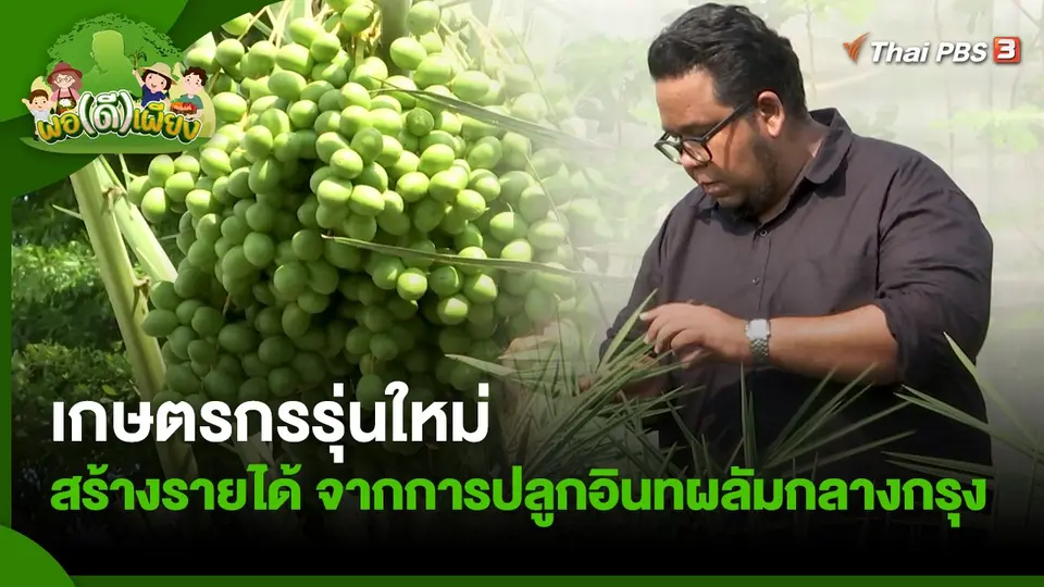 เกษตรกรรุ่นใหม่ สร้างรายได้ จากการปลูกอินทผลัมกลางกรุง