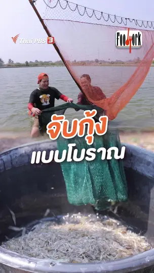 จับกุ้งแบบโบราณ