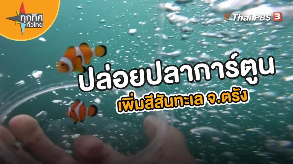 ปล่อยปลาการ์ตูนเพิ่มสีสันทะเล จ.ตรัง