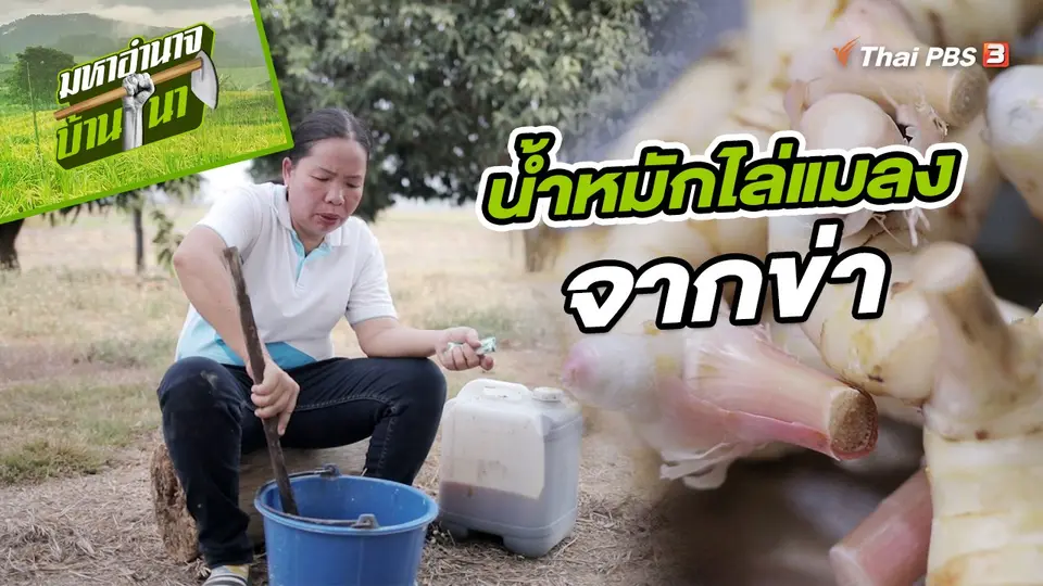 น้ำหมักไล่แมลงจากข่า