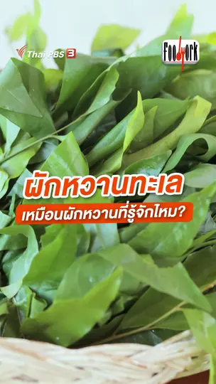 ผักหวานทะเล เหมือนผักหวานที่รู้จักไหม ?