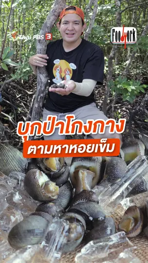 บุกป่าโกงกาง ตามหาหอยเข็ม