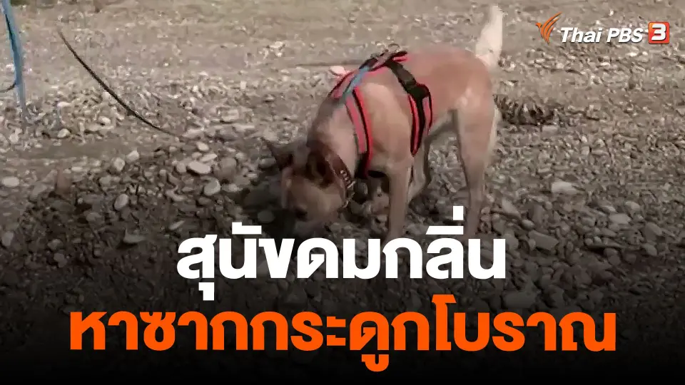 สุนัขดมกลิ่นหาซากกระดูกโบราณ