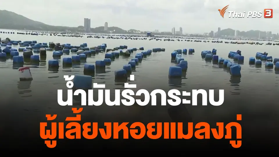 น้ำมันรั่วกระทบผู้เลี้ยงหอยแมลงภู่ จ.ชลบุรี