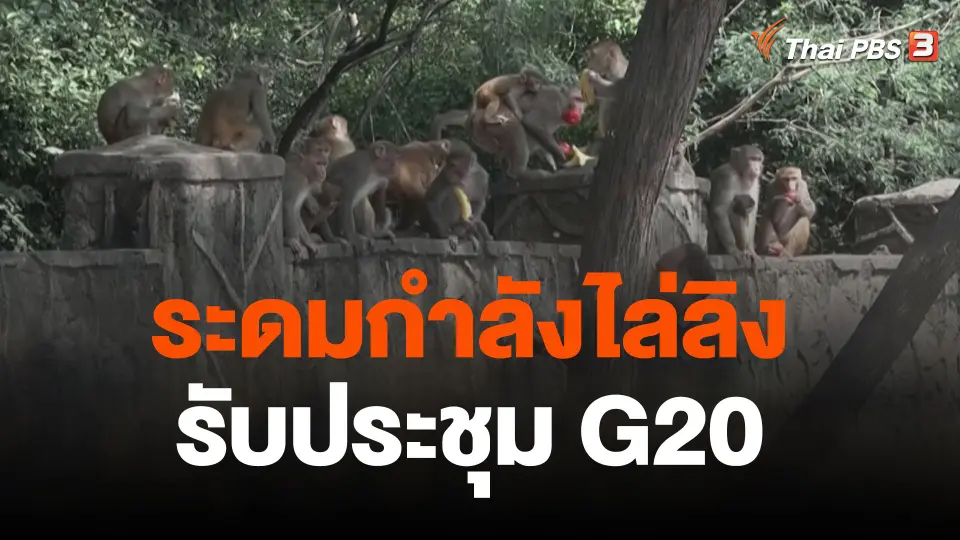 ระดมกำลังไล่ลิงรับประชุม G20