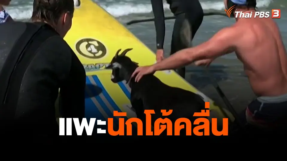 แพะนักโต้คลื่น