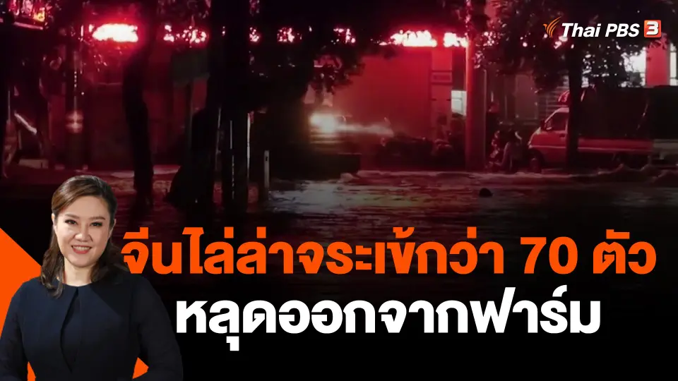 จีนเร่งไล่ล่าจระเข้กว่า 70 ตัวหลุดออกจากฟาร์ม