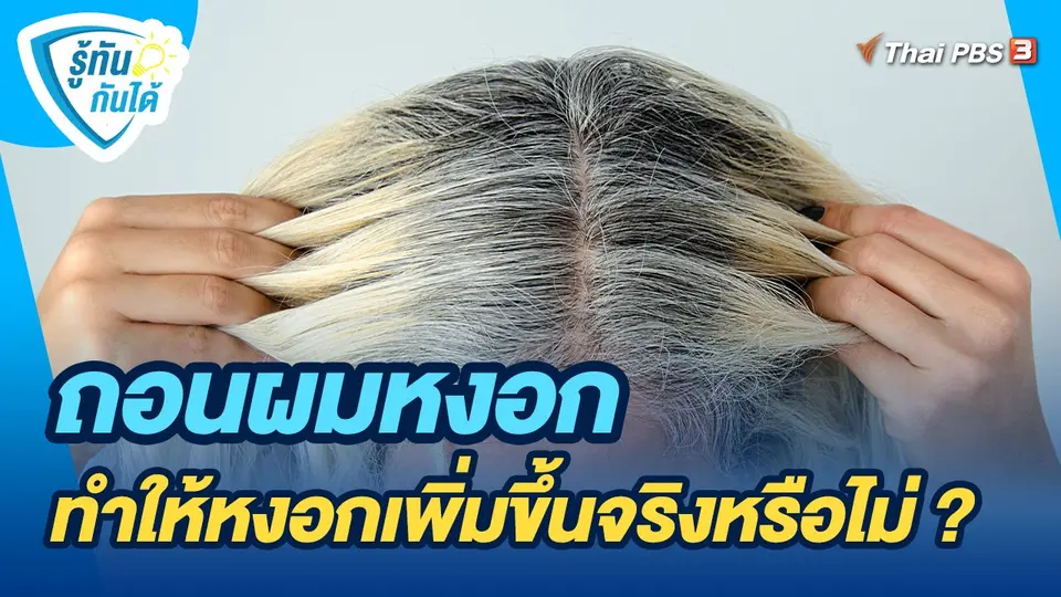 รู้ทันกันได้ : ถอนผมหงอก ทำให้หงอกเพิ่มขึ้นจริงหรือไม่ ?