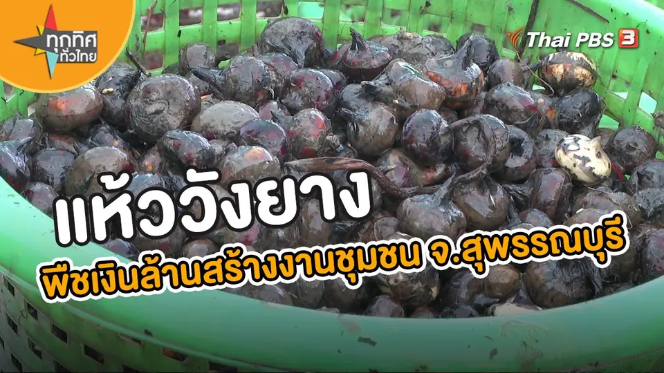 แห้ววังยาง พืชเงินล้านสร้างงานชุมชน จ.สุพรรณบุรี
