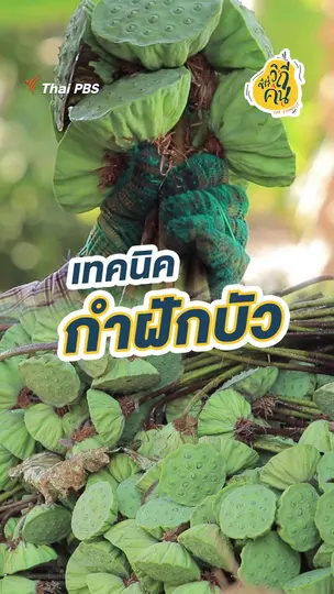 เทคนิค กำฝักบัว