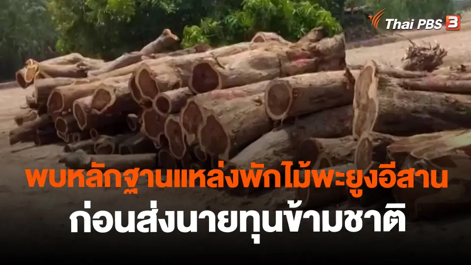 ​พบหลักฐานแหล่งพักไม้พะยูงอีสานก่อนส่งนายทุนข้ามชาติ