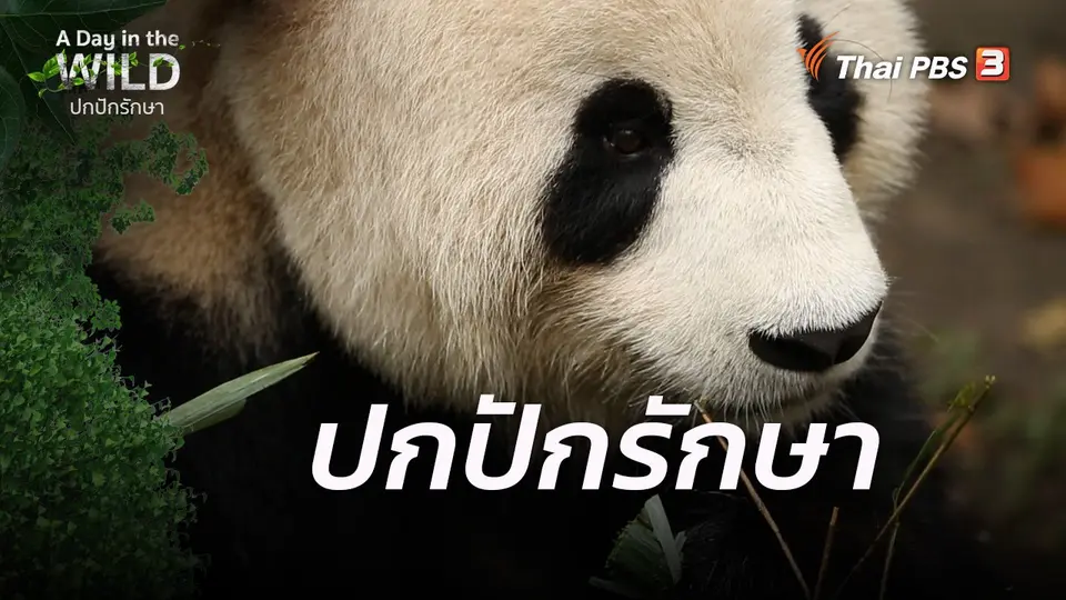 ปกปักรักษา