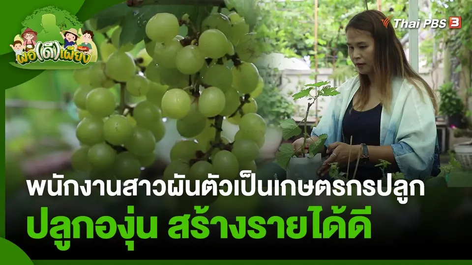 พอดีพอเพียง : พนักงานสาวผันตัวเป็นเกษตรกรปลูกองุ่น ใช้พื้นที่รอบบ้าน สร้างรายได้ดี