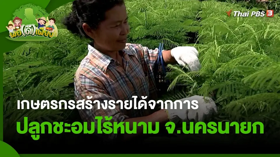 พอดีพอเพียง : เกษตรกรสร้างรายได้จากการปลูกชะอมไร้หนาม จ.นครนายก