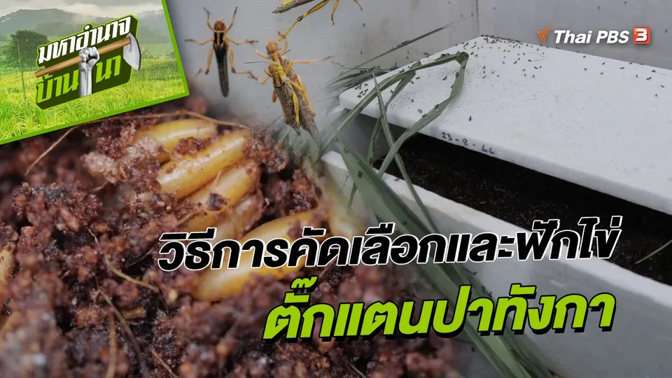 วิธีการคัดเลือกและฟักไข่ "ตั๊กแตนปาทังกา"