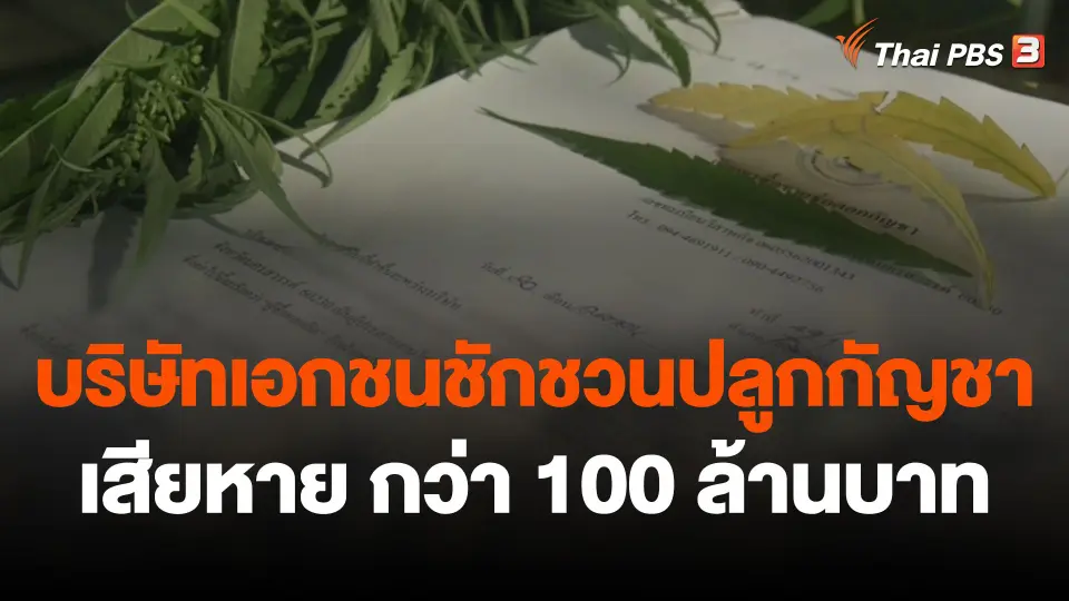 สถานีร้องเรียน : บริษัทเอกชนชักชวนปลูกกัญชา ผู้เสียหายทั่วประเทศ รวมมูลค่ากว่า 100 ล้านบาท