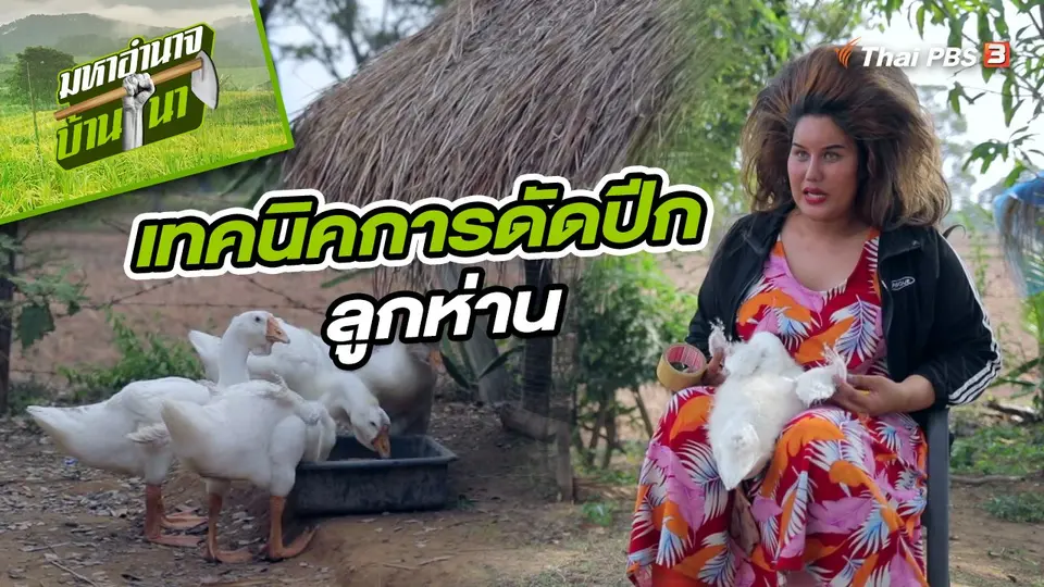 เทคนิคการดัดปีกลูกห่าน