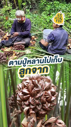 ตามปู่หลานไปเก็บลูกจาก