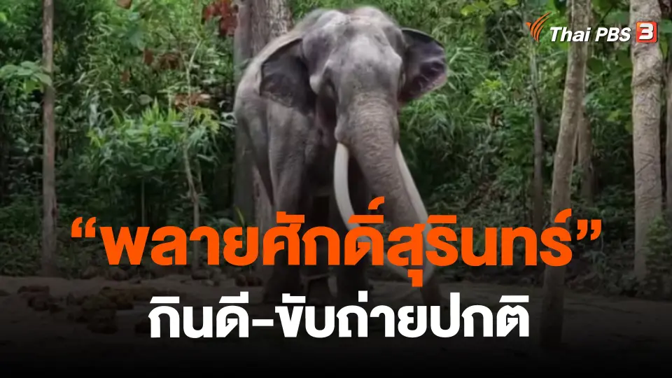 "พลายศักดิ์สุรินทร์" กินดี-ขับถ่ายปกติ