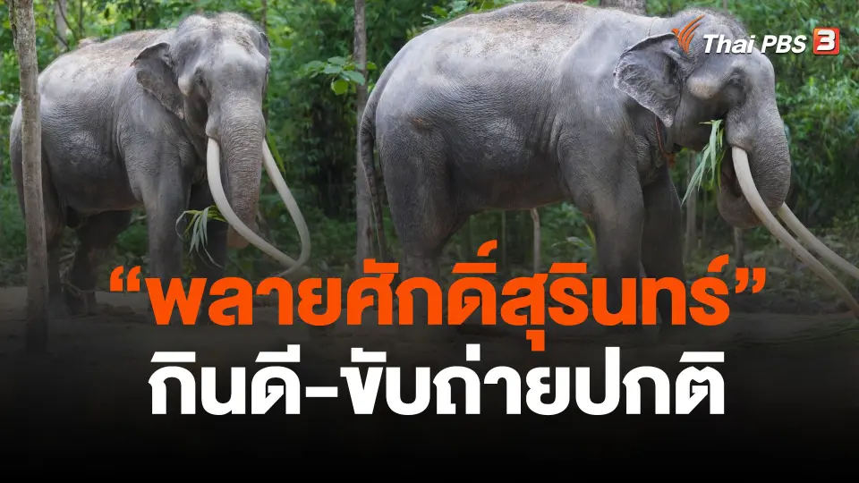 "พลายศักดิ์สุรินทร์" กินดี-ขับถ่ายปกติ