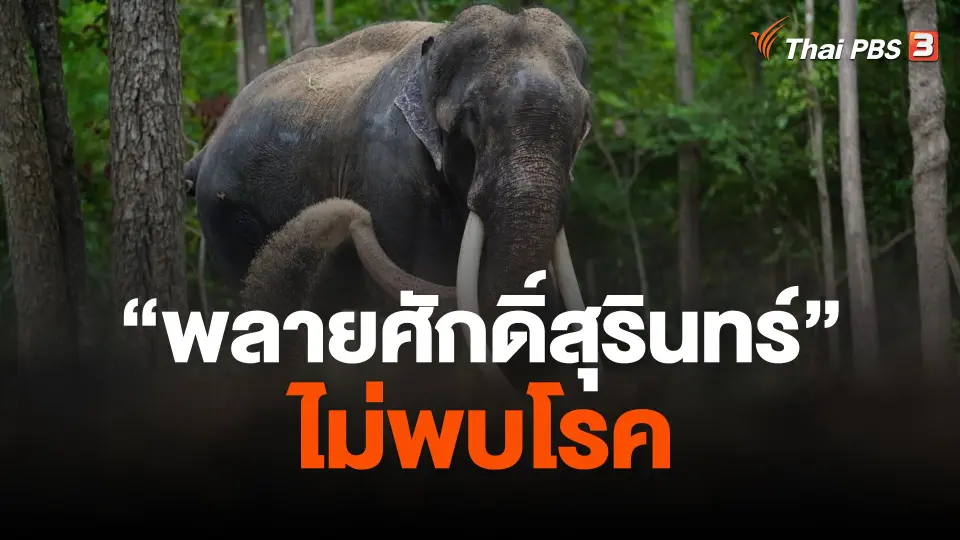 ผลตรวจ "พลายศักดิ์สุรินทร์" ไม่พบโรค