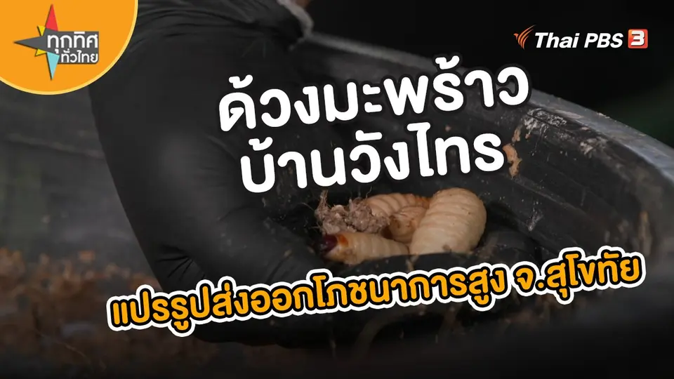 ​อาชีพทั่วไทย : ด้วงมะพร้าวบ้านวังไทร เพาะเลี้ยงแปรรูปส่งออก ขายดีโภชนาการสูง จ.สุโขทัย