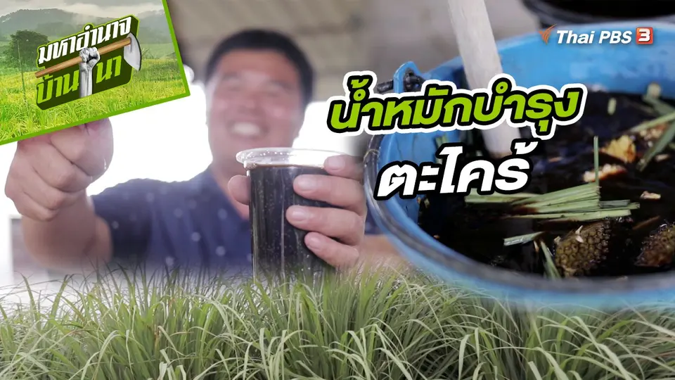 สูตรลับฉบับบ้านนา : น้ำหมักบำรุงตะไคร้