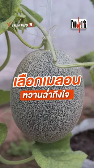 เลือกเมลอน หวานฉ่ำถึงใจ