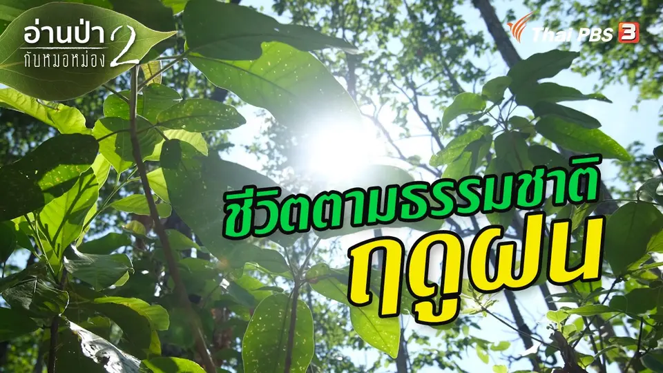 ชีวิตตามธรรมชาติฤดูฝน