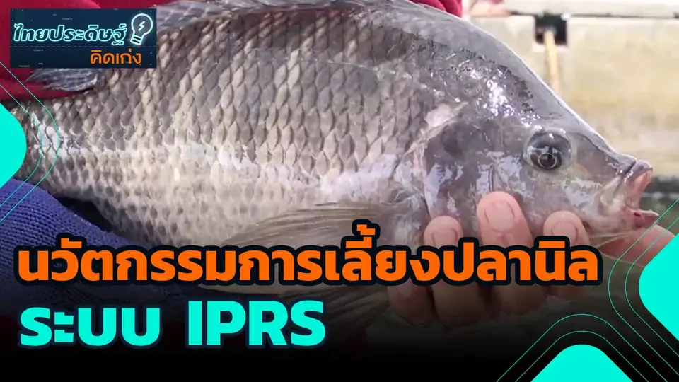 ​ไทยประดิษฐ์คิดเก่ง : นวัตกรรมการเลี้ยงปลานิล ระบบ IPRS