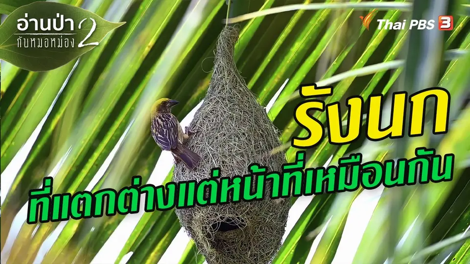 ​ส่องธรรมชาติ : รังนกที่แตกต่างแต่หน้าที่เหมือนกัน