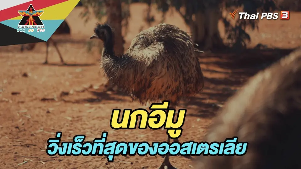 ​เรื่องเล่าการเดินทาง : นกอีมู นกที่วิ่งเร็วที่สุดของออสเตรเลีย