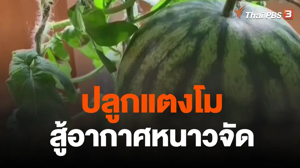 ปลูกแตงโมสู้อากาศหนาวจัด